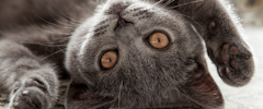 A grey kitten laying on its back