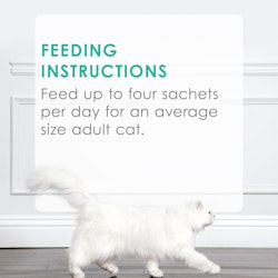 Feeding Recommendations