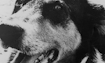 Fido - 1973 Inductee