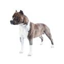 American Staffordshire Terrier dog