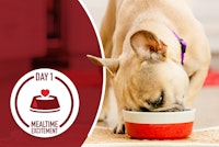 dog eating from a bowl