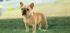 Male French Bulldog on a field of grass