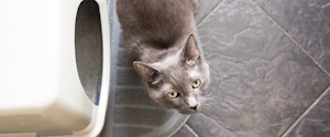 Grey cat standing beside a litter box