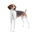 English Foxhound dog