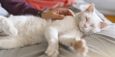 Cat owner gently rubs cat’s back while cat lays contently