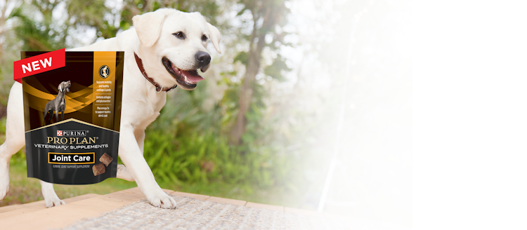 A dog standing on a rug