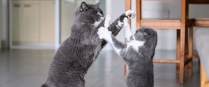 Two grey and white cats fighting