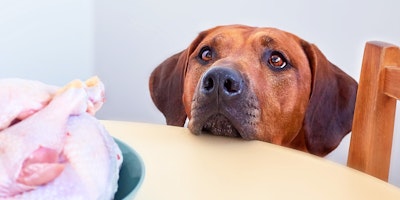 Dog looking at raw chicken on table