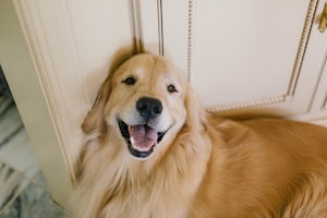 Golden Retriever lying down 