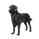 Flat-Coated Retriever dog