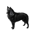 Belgian Sheepdog dog