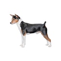 Rat Terrier dog