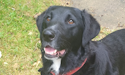 Picture of Daisy, a black labrador wearing a red collar