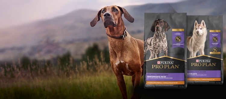 Sport Dog Food Hero Banner