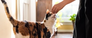 A cat receiving a treat from its owner