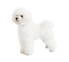 Most Hypoallergenic Dog Breeds