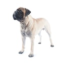 Bullmastiff dog