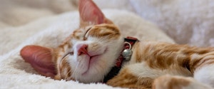 An orange and white cat sleeping