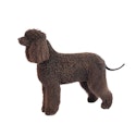 Irish Water Spaniel dog