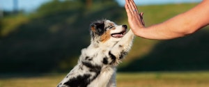 An Australian Shepherd puppy giving a high-five