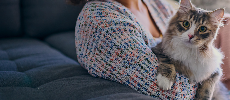 long haired cat on owners lap