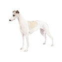 Whippet dog