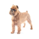 Brussels Griffon dog