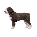 Spanish Water Dog