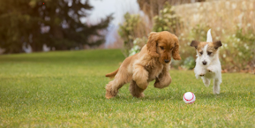 two dogs playing with a ball