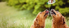 Two dogs drinking out of a water bottle