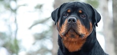 Rottweiler in a forest