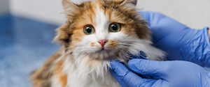 Cat at the veterinarian