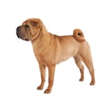 Chinese Shar-Pei dog