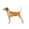 American English Coonhound dog