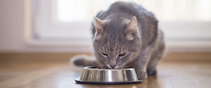 A grey cat eating kibble