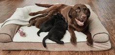 Chocolate Labrador Retriever and her puppies