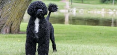 Chien d'eau portugais debout dans l'herbe