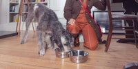 grey dog eating from a purina dog bowl