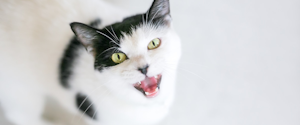 A black and white cat meowing at the camera