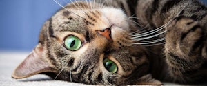 A tabby cat with green eyes looking at the camera