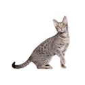 Ocicat cat