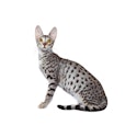 Savannah cat