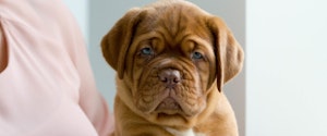 A brown puppy looking at the camera