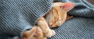 Orange kitten sleeping under a blanket