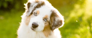 Australian Shepherd puppy tilts its head