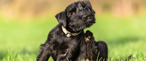 Standard Schnauzer puppy scratches itself behind the ear