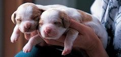 Two puppies being held