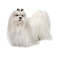 Maltese dog