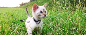 A kitten walking on a leash