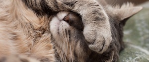 Un chat gris pose avec sa patte sur ses yeux